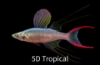Picture of RAINBOWFISH-FEATHERFIN (THREADFIN) 1.5-2"-     