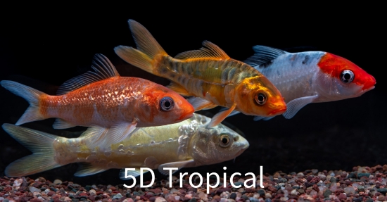 Picture of KOI BUTTERFLY 3"-        