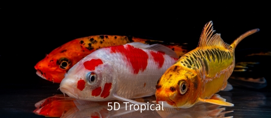 Picture of KOI 5-6"- (FL)