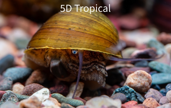 Picture of SNAIL-BLACK RACER NERITE