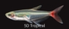 Picture of TETRA-GLASS BLOODFIN           
