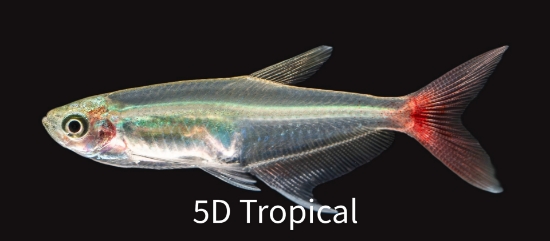 Picture of TETRA-GLASS BLOODFIN           