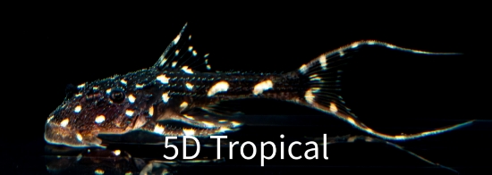 Picture of SOUTH AMERICAN PLECO-ADONIS (POLKA DOT LYRETAIL)