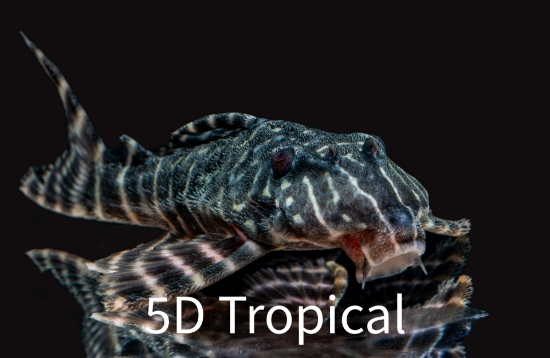 Picture of L204 FLASH PERU-W.W.     