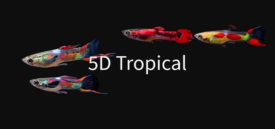 Picture of GUPPY-MIXED ENDLER MALE- IMPORT   