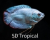 Picture of GOURAMI-POWDER BLUE DWARF        