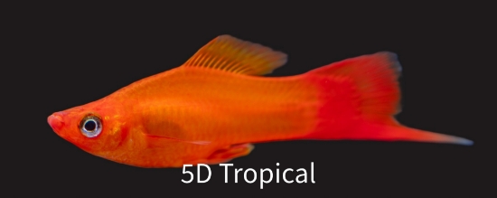 Picture of SWORD-MARIGOLD        