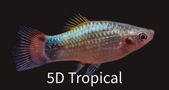 Picture of PLATY-BUTTERFLY BLUE