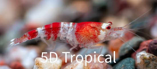 Picture of SHRIMP-RED CRYSTAL BEE   