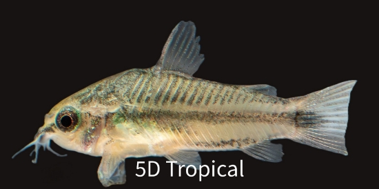 Picture of SOUTH AMERICAN CORYDORAS- PYGMY CORYDORA      