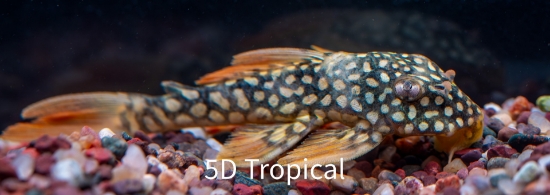 Picture of SOUTH AMERICNA PLECO-L-14 GOLD PLECO-         