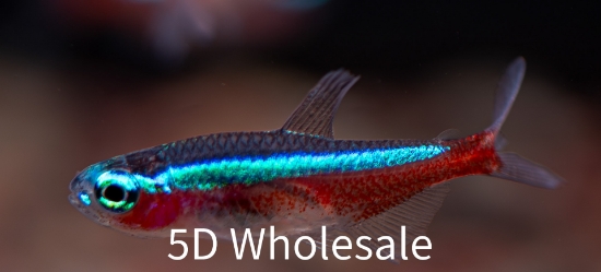 Picture of SOUTH AMERICAN TETRA - CARDINAL M/L T.R (FL BRED)