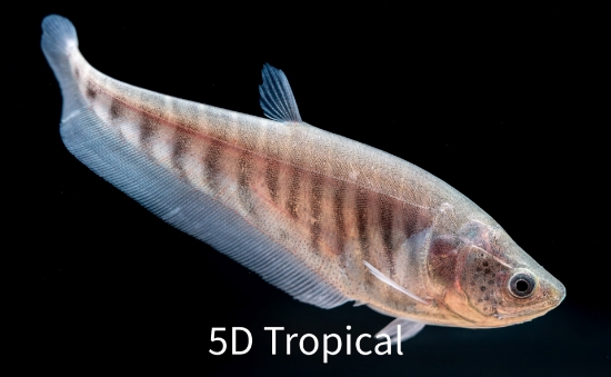 Picture of FAR EAST-CLOWN KNIFE 3"       