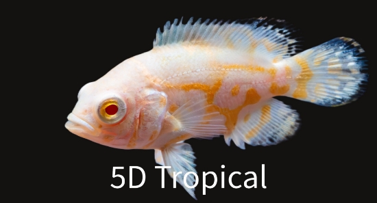 Picture of OSCAR-LEMON REG         