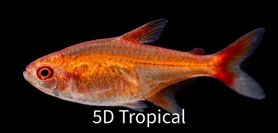 Picture of TETRA-EMBER        