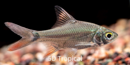 Picture of BARB-REDTAIL TINFOIL 1.5" IMPORT