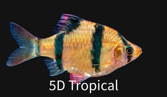 Picture of BARB-TIGER LRG             