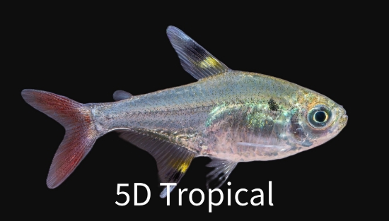 Picture of TETRA-PRISTELLA       