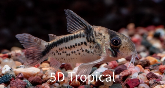 Picture of LOXOZONUS CORY-W.W       