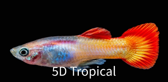 Picture of GUPPY-TEQUILA SUNRISE MALE-    