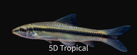 Picture of FAR EAST-BLACK LINE FLYING FOX-SIAM ALGAE EATER