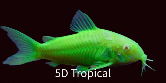 Picture of ELECTRIC(R) GREEN CORY-WW(NO HI     