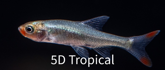 Picture of TETRA-ASIAN RUMMY RASBORA 