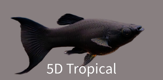 Picture of MOLLY-BLACK LYRETAIL SPHENOP-FW 