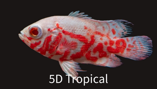Picture of OSCAR-ALBINO TIGER  SM (IMPORT)   