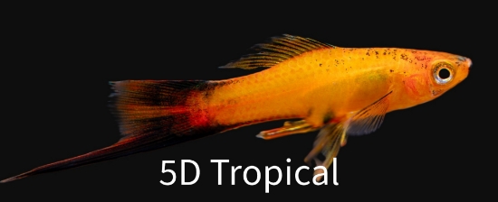 Picture of SWORD-MARIGOLD WAG (FL)      