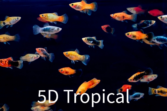 Picture of VARIATUS-ASSORTED   