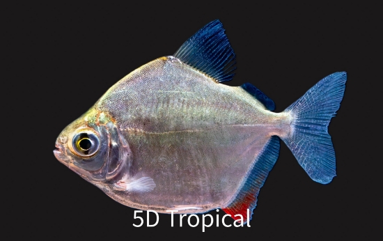 Picture of SOUTH AMERICAN TETRA-SILVER $ MED               