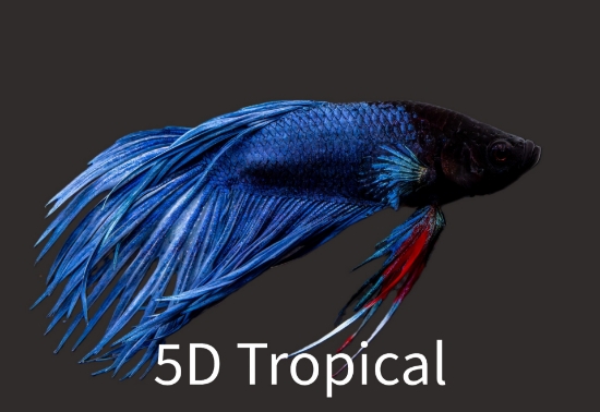 Picture of BETTA-CROWNTAIL MALE           