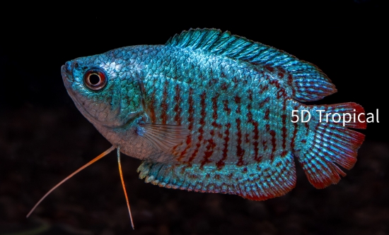 Picture of GOURAMI-NEON R/B GOUR MALE       