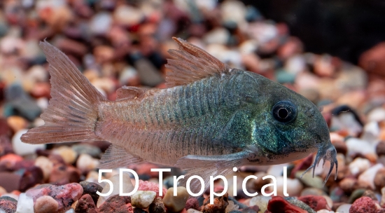 Picture of SOUTH AMERICAN CORY-CONCOLOR CORY(SLATE CORY)