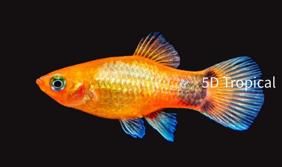 Picture of PLATY-SUNSET MICK MOUSE