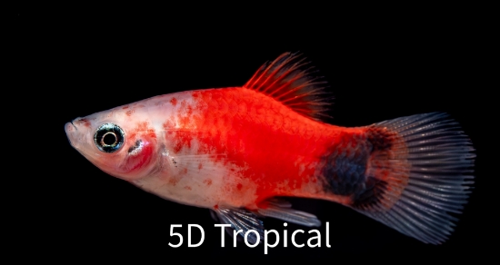 Picture of PLATY-CANDY CANE MICK MOUSE