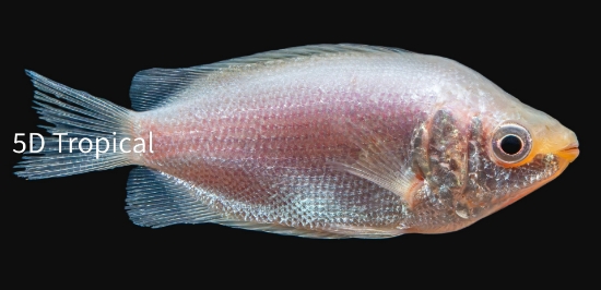 Picture of PNK KISS GOUR MED        