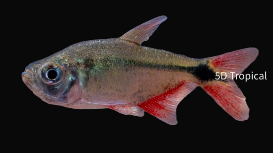 Picture of TETRA-BUENOS AIRES        