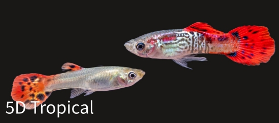 Picture of GUPPY-RED COBRA MALE 