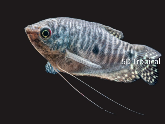 Picture of GOURAMI-BLUE MED