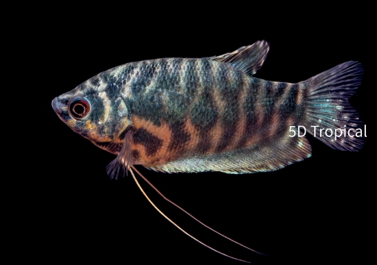 Picture of GOURAMI-OPALINE MED