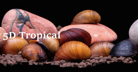 Picture of SNAIL-BLACK RACER NERITE