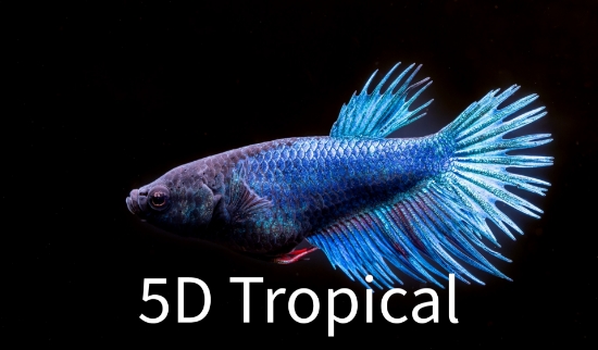 Picture of BETTA - CROWNTAIL FEMALE 