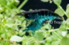 Picture of SHRIMP-BLUE DIAMOND 