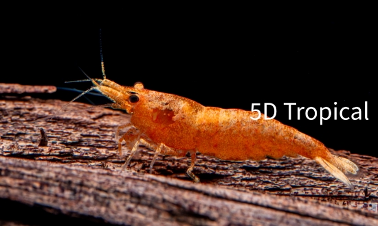 Picture of SHRIMP-PUMPKIN