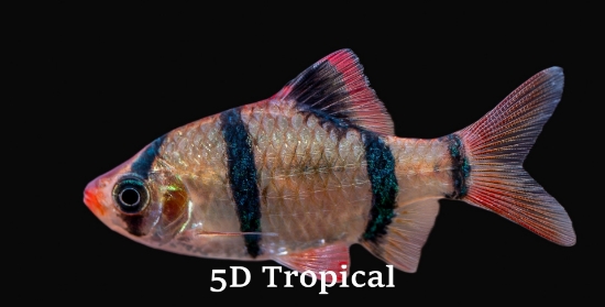 Picture of BARB-TIGER LRG             