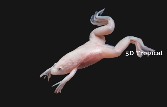 Picture of AMPHIBIAN-ALBINO CLAWED FROG(NO CA,VA,NJ  