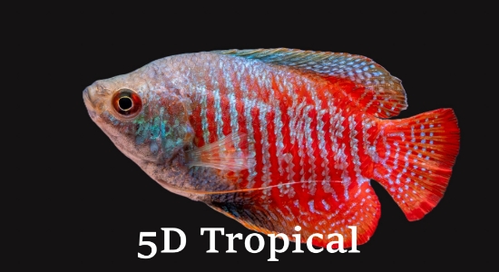 Picture of GOURAMI DWARF GOUR MALE       