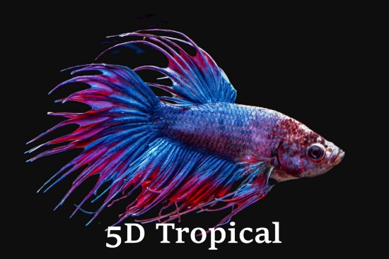 Picture of BETTA-FLAG CROWN BETTA MALE    